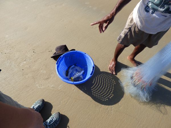 The fisherman netted a few