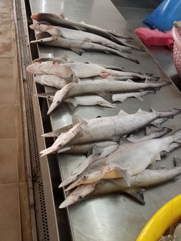 GOA fish market
