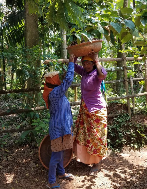 Workers moving compost on a spice farm