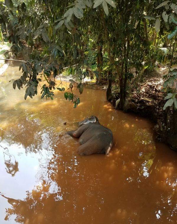 Mama elephant rests between washing the tourists