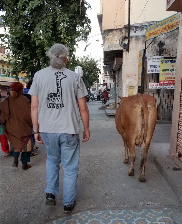 The cow shares the street in Jaipur with Steve and his piggy backing giraffe