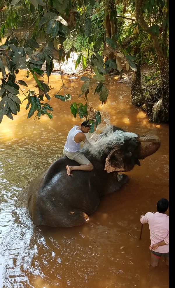 They advertise that you wash the elephant, but it looks more like the elephant washes you.