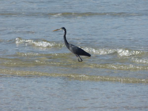 2' tall shore bird. It was catching small fish in the shallow water, but I was never quite quick enough to catch it in action.